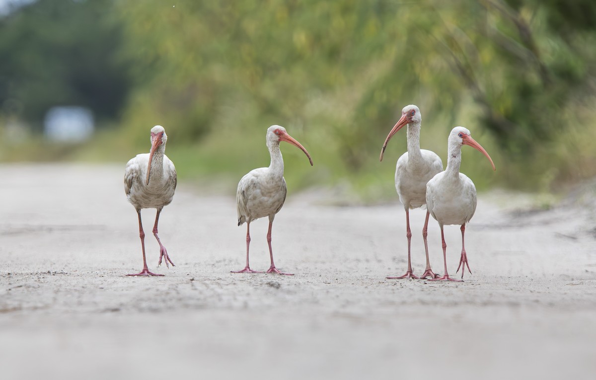 Ibis blanc - ML643536063