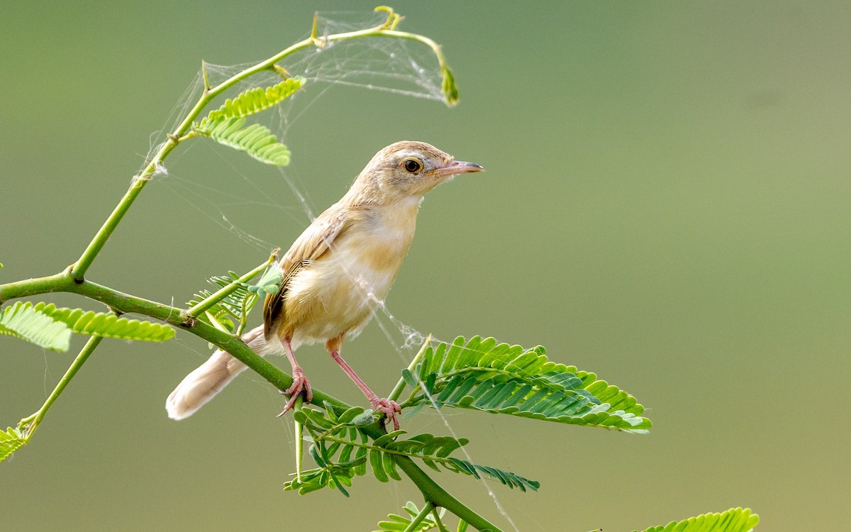 Plain Prinia - ML643536107