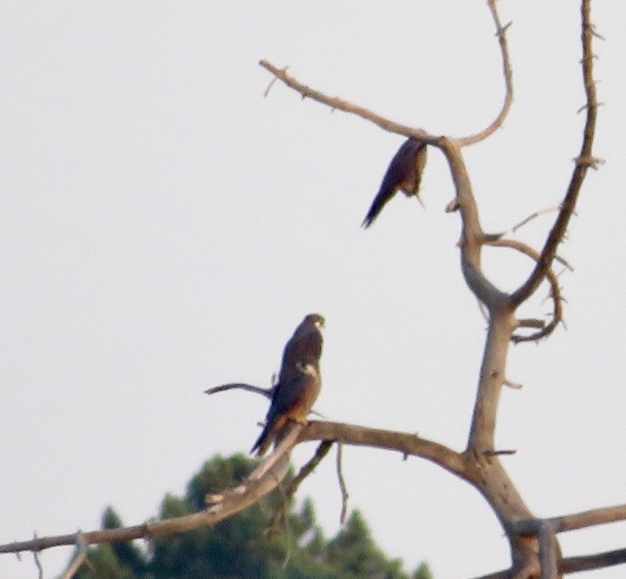 Falco della regina - ML643536119