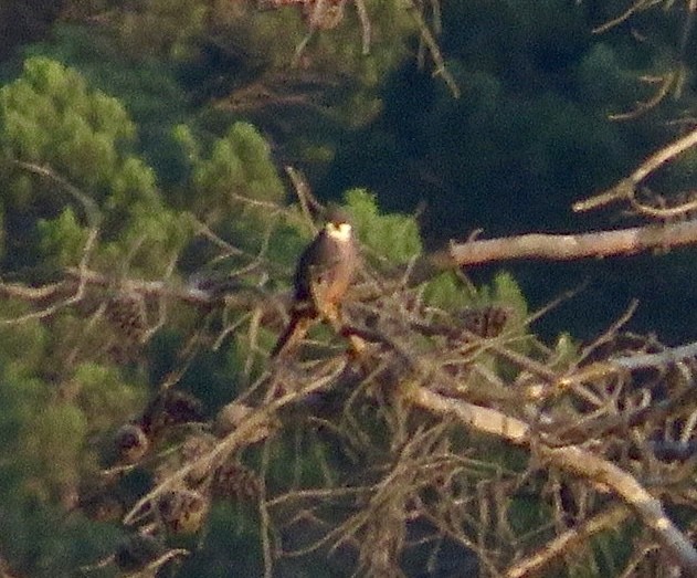 Falco della regina - ML643536120