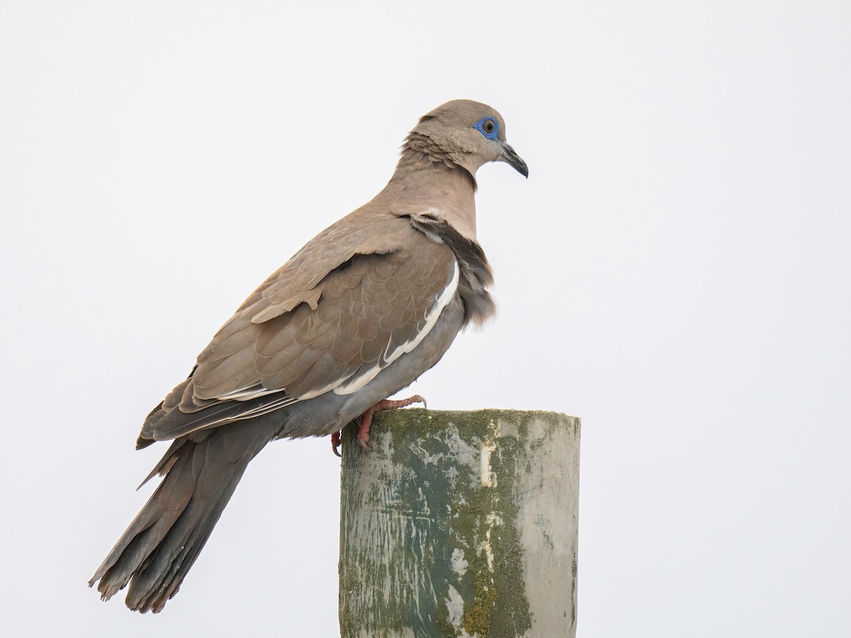 West Peruvian Dove - ML643536124