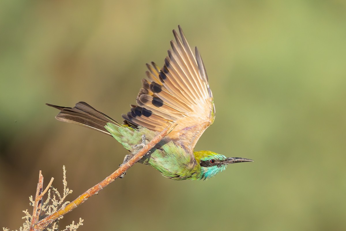 Arabian Green Bee-eater - ML643536130