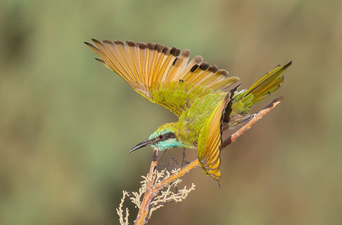 Arabian Green Bee-eater - ML643536131