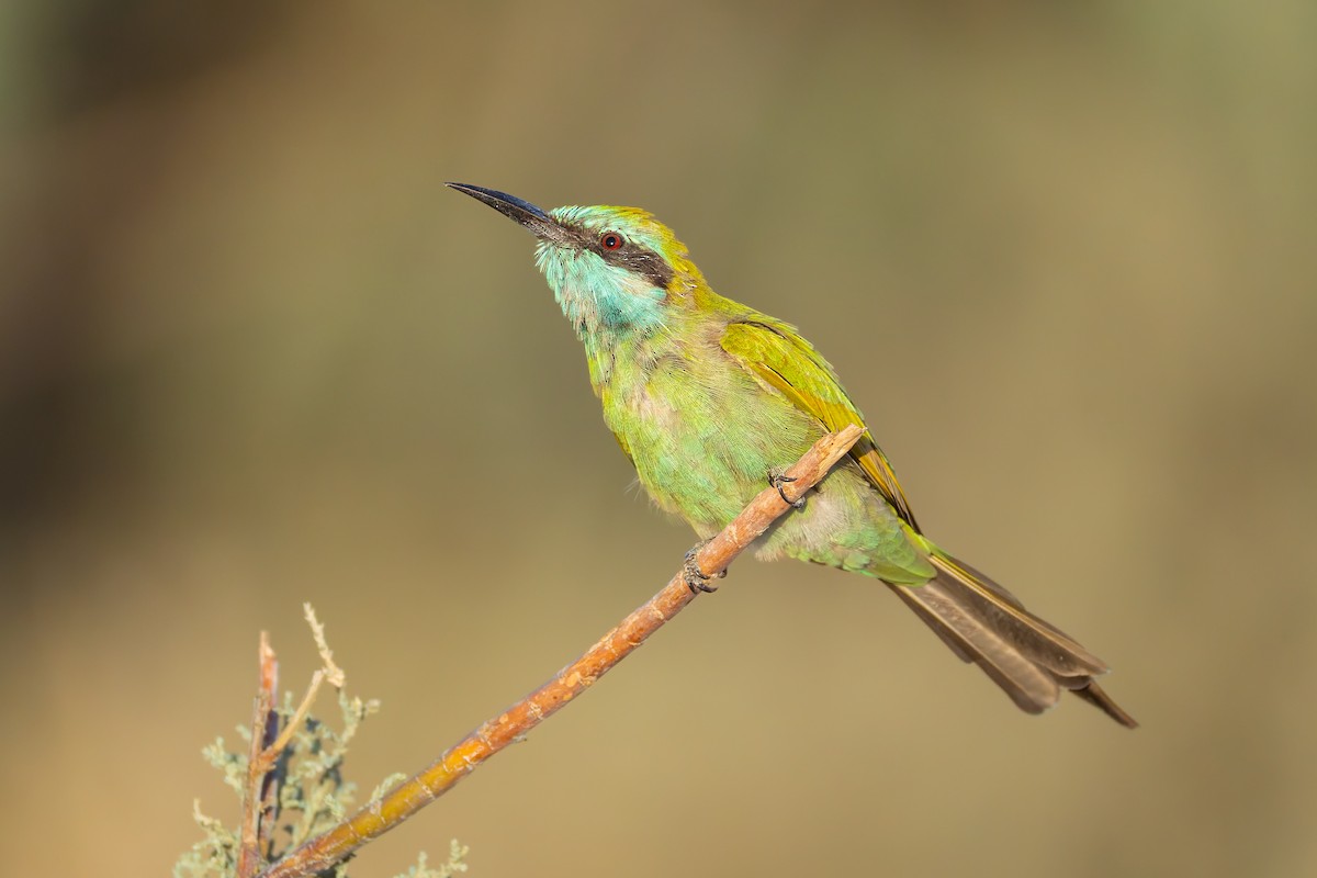Arabian Green Bee-eater - ML643536132