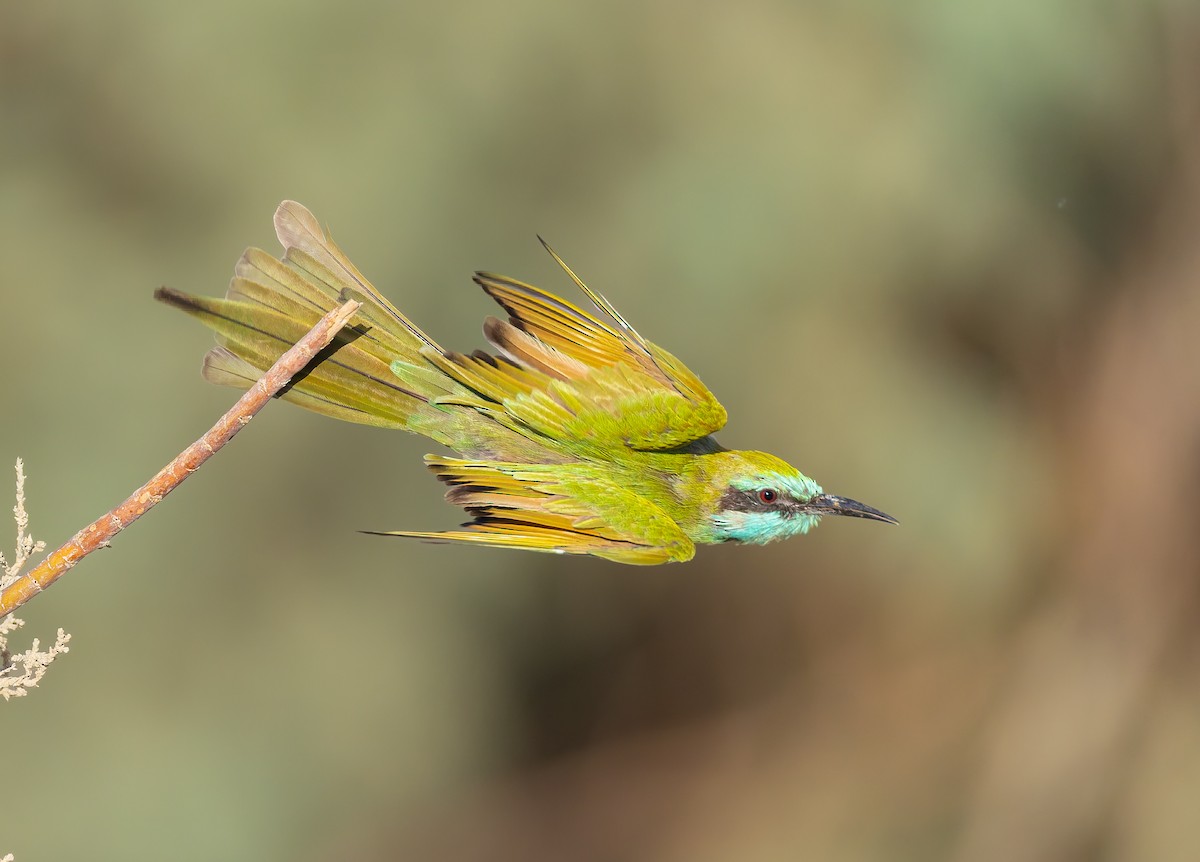 Arabian Green Bee-eater - ML643536133