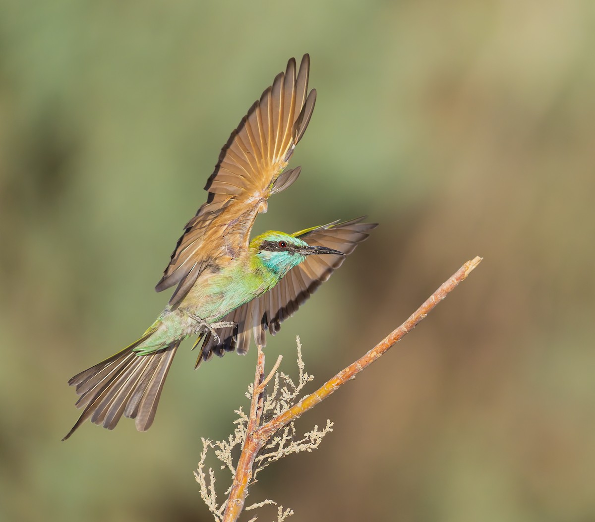 Arabian Green Bee-eater - ML643536134