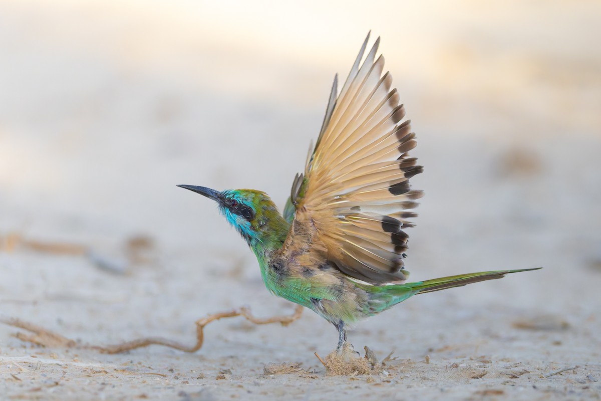 Arabian Green Bee-eater - ML643536135