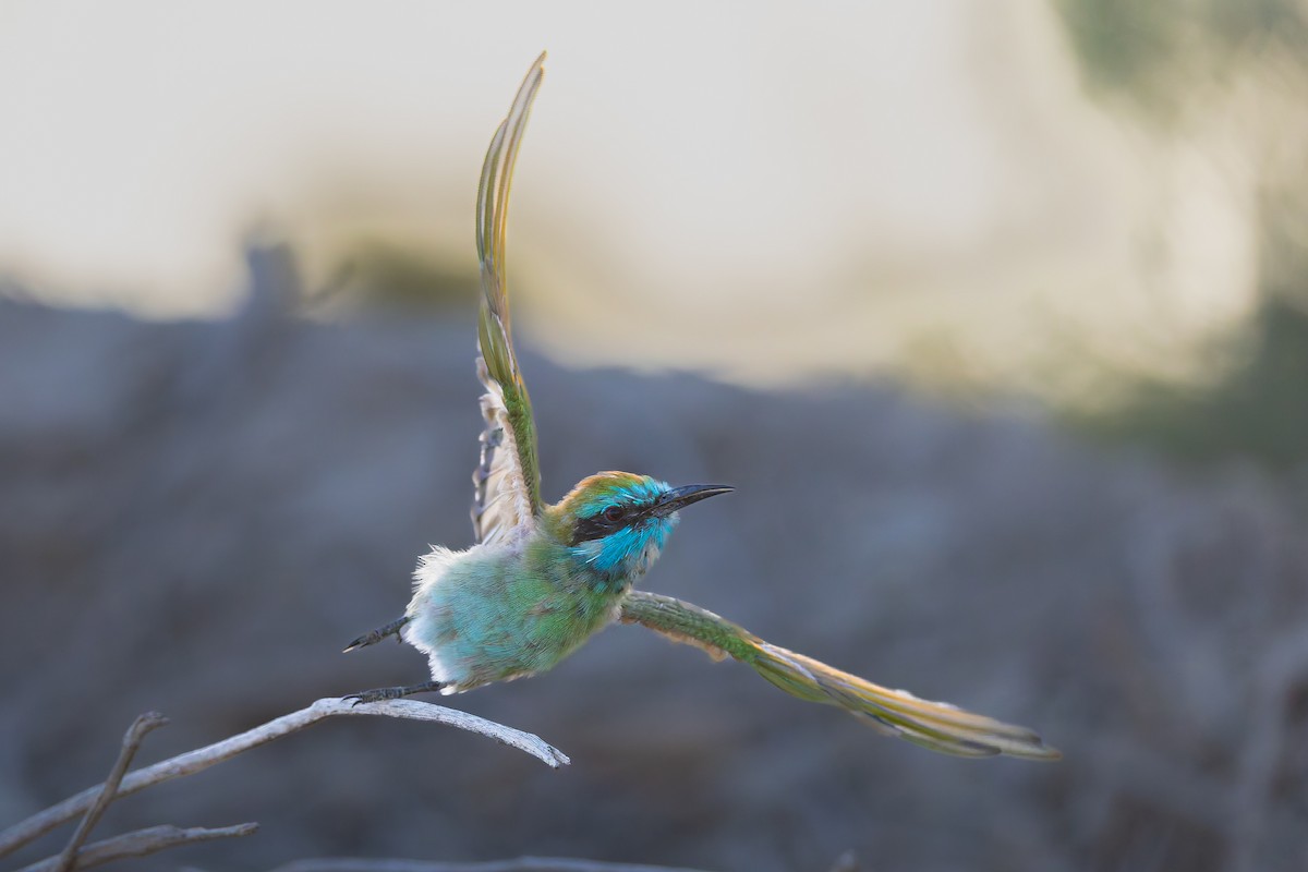 Arabian Green Bee-eater - ML643536136