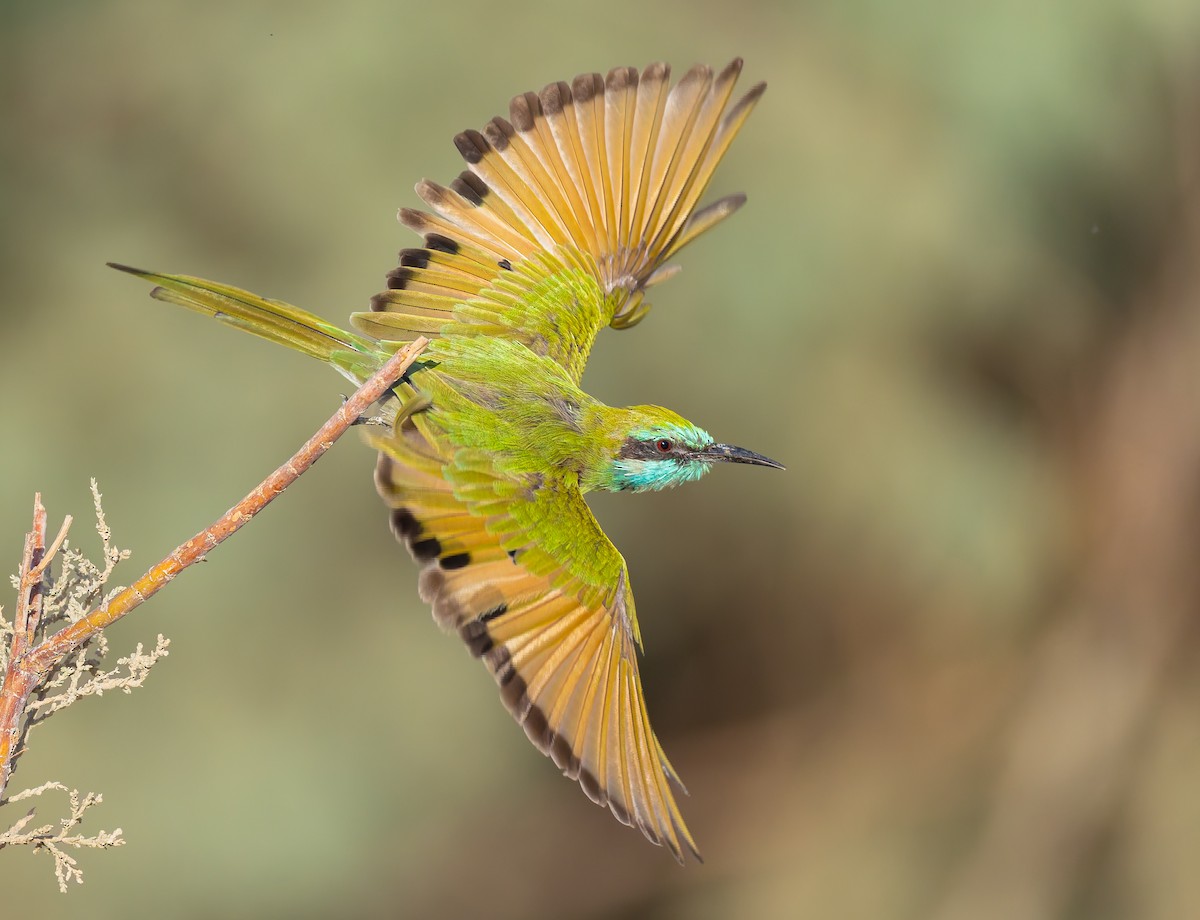 Arabian Green Bee-eater - ML643536137