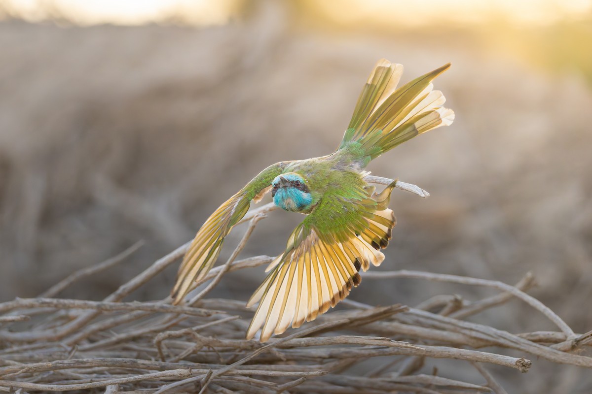 Arabian Green Bee-eater - ML643536138