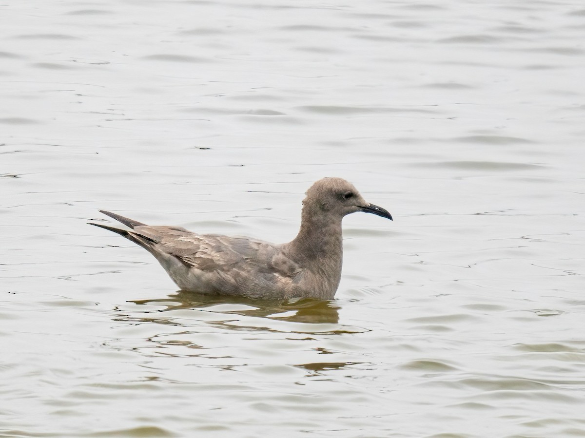 Gray Gull - ML643536139