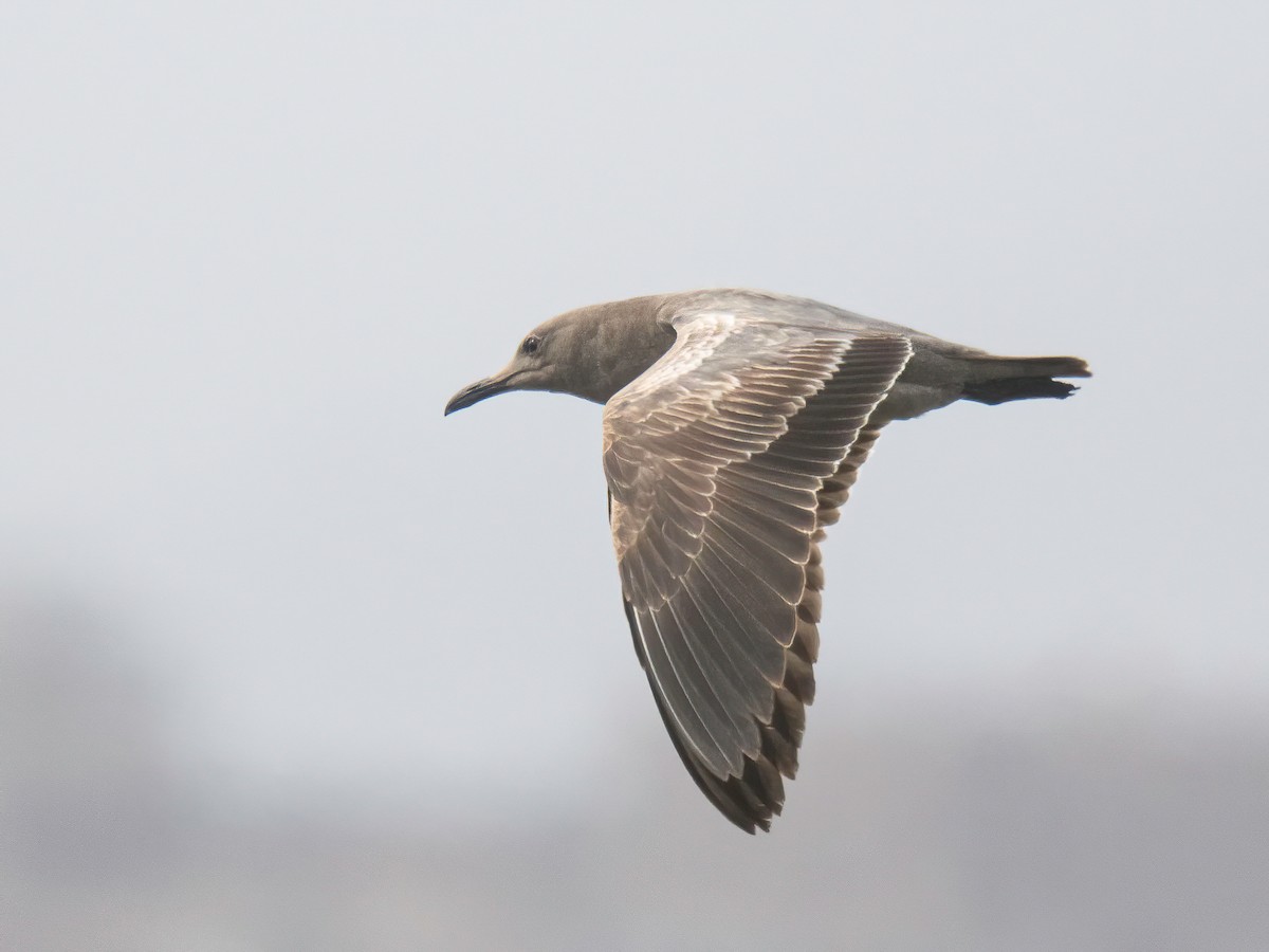 Gray Gull - ML643536145