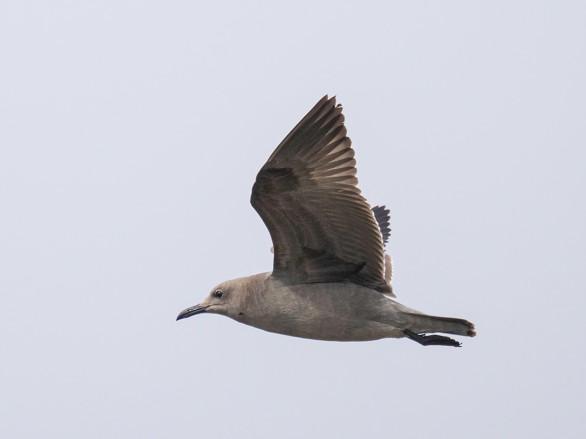 Gray Gull - ML643536146