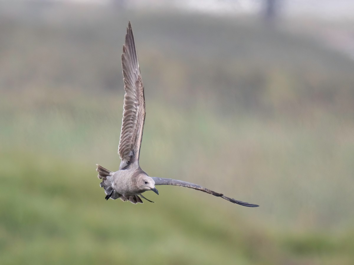 Gray Gull - ML643536148