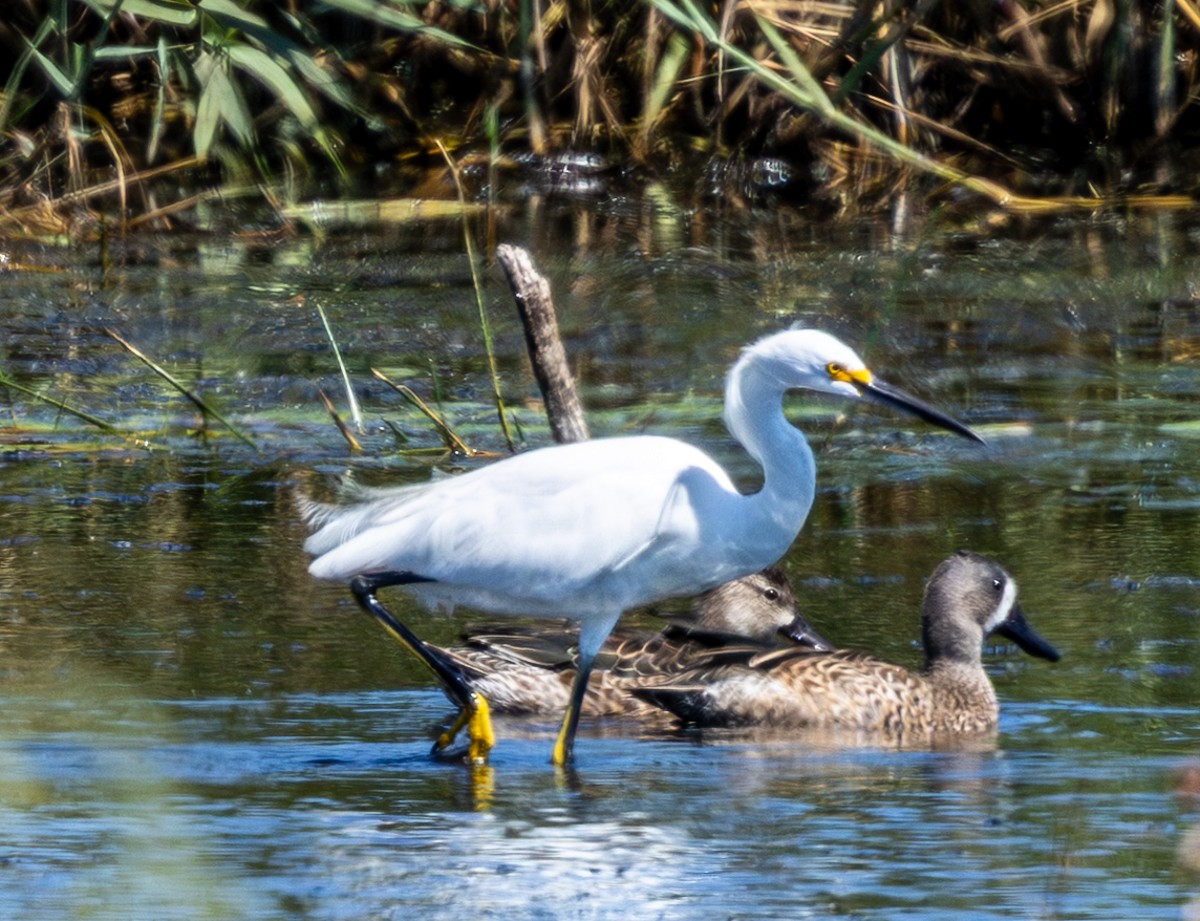 Blauflügelente - ML643536156