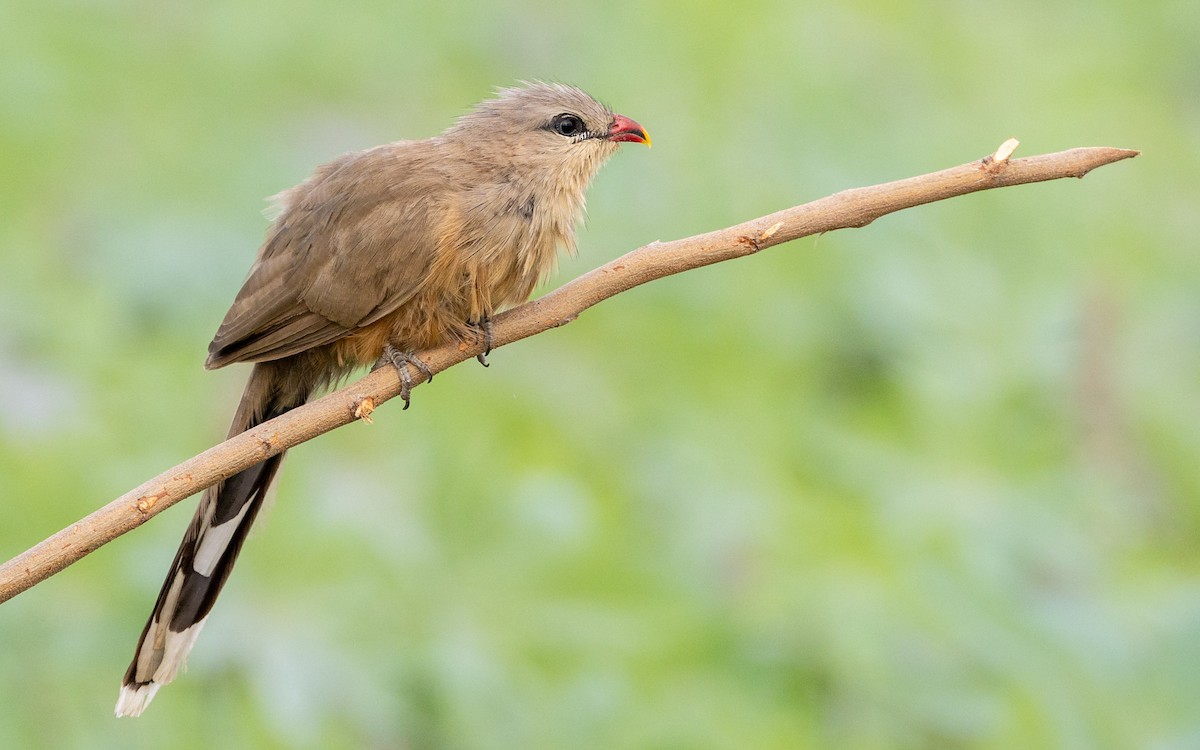 Sirkeer Malkoha - ML643536164