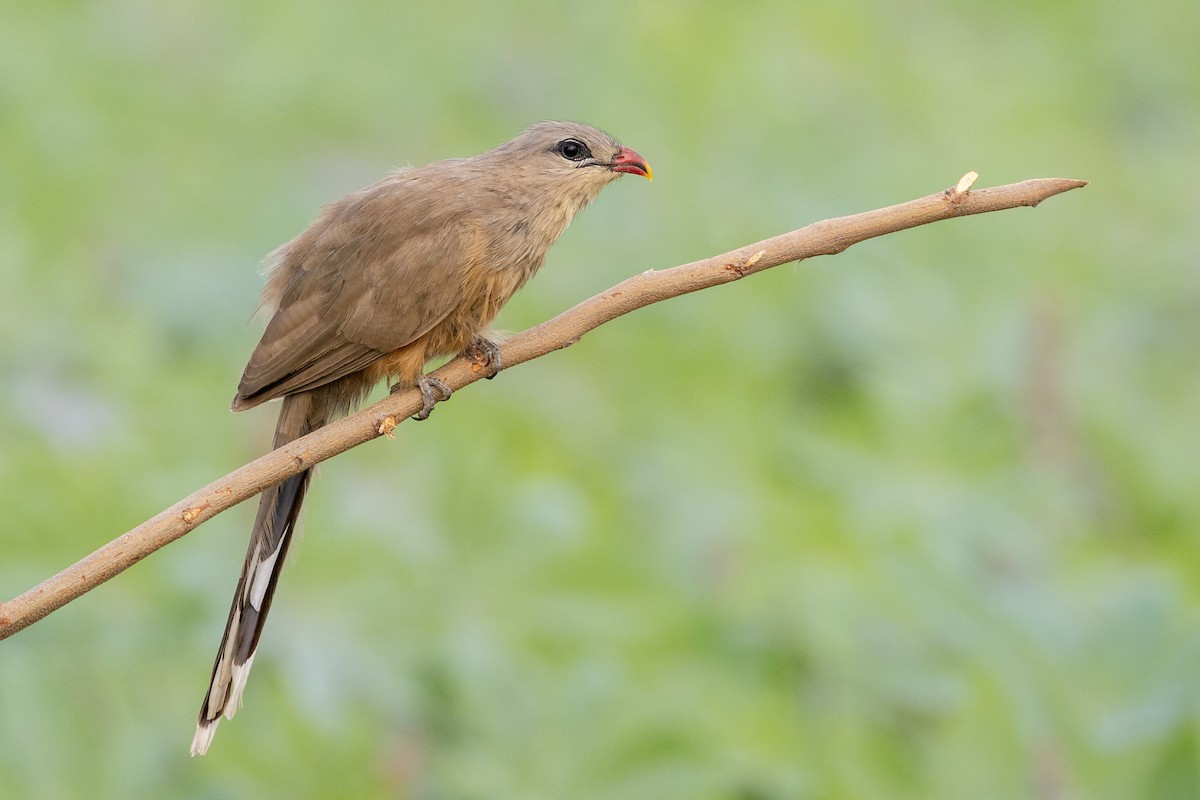 Sirkeer Malkoha - ML643536165