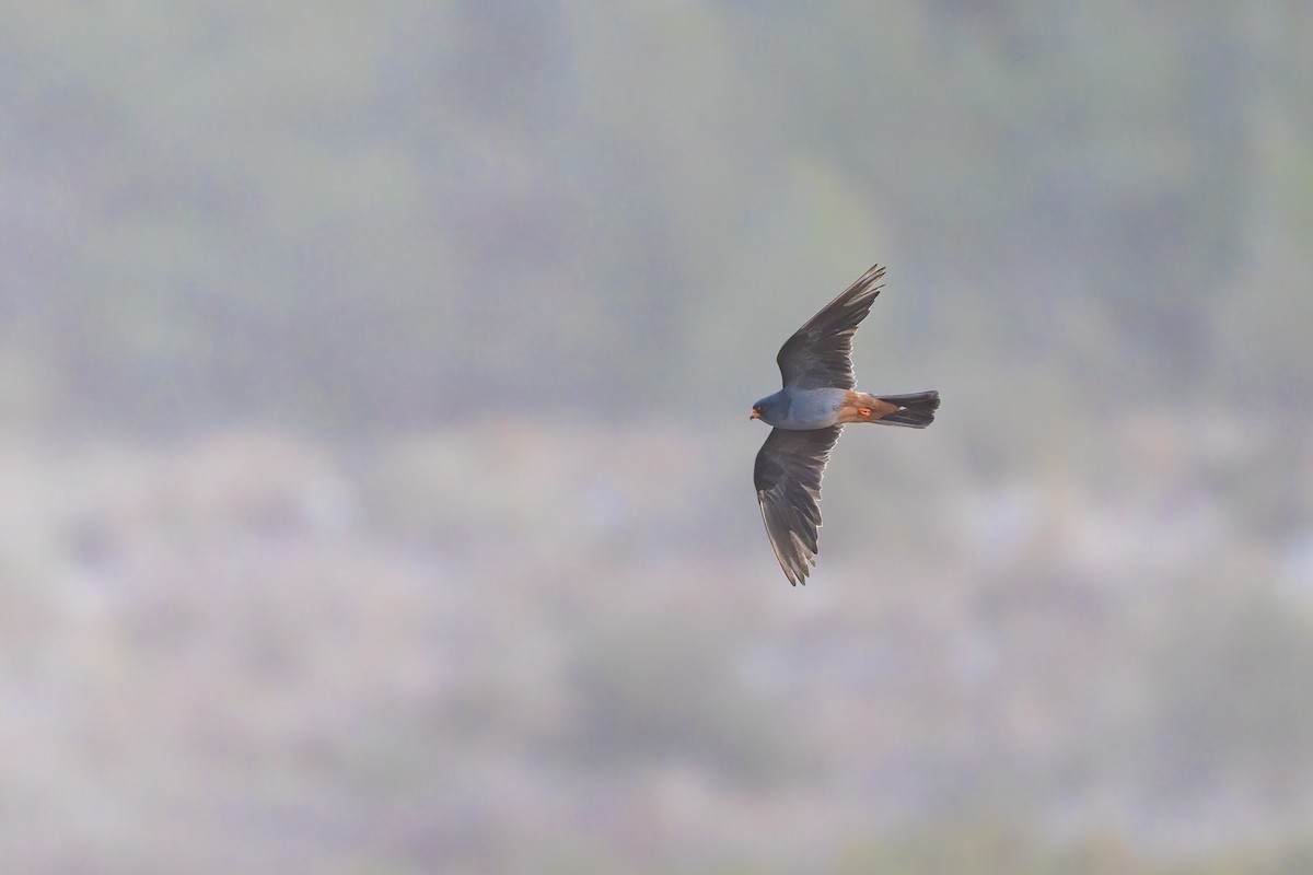 Red-footed Falcon - ML643536183