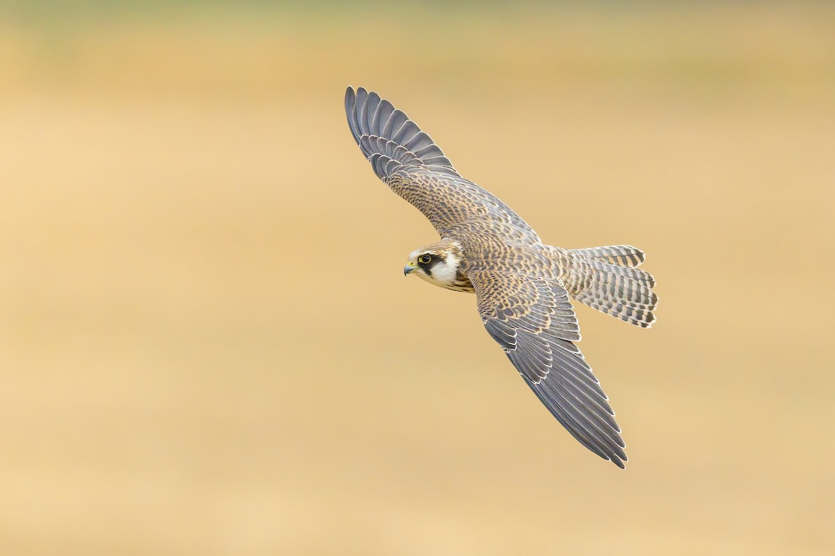 Red-footed Falcon - ML643536184