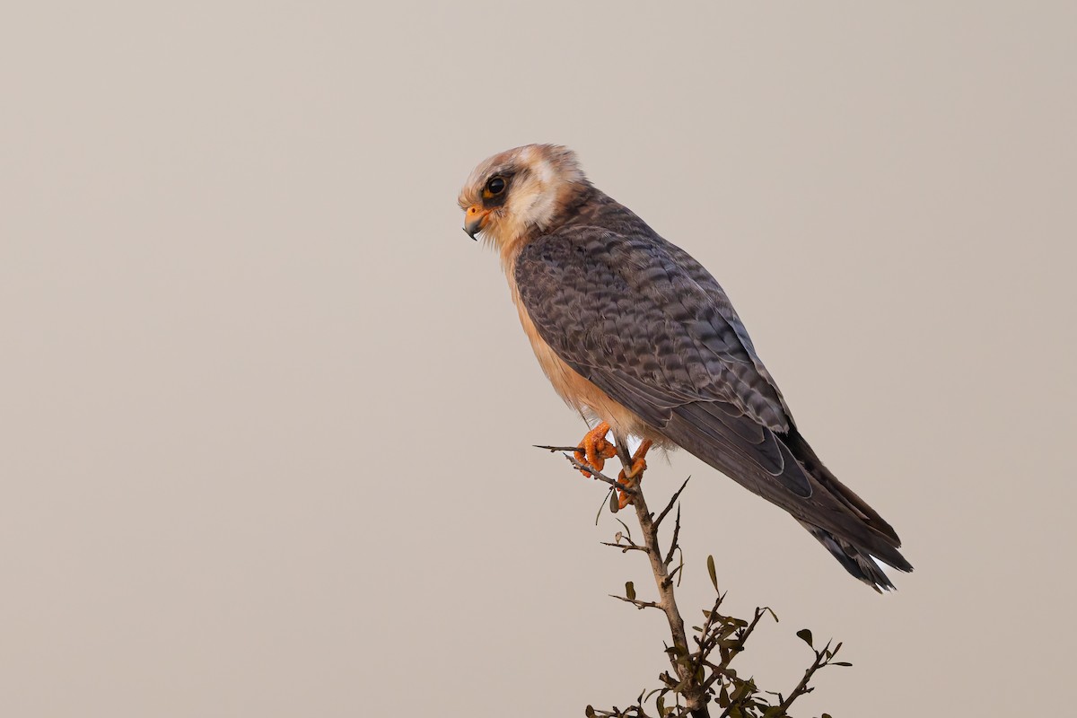 Red-footed Falcon - ML643536185