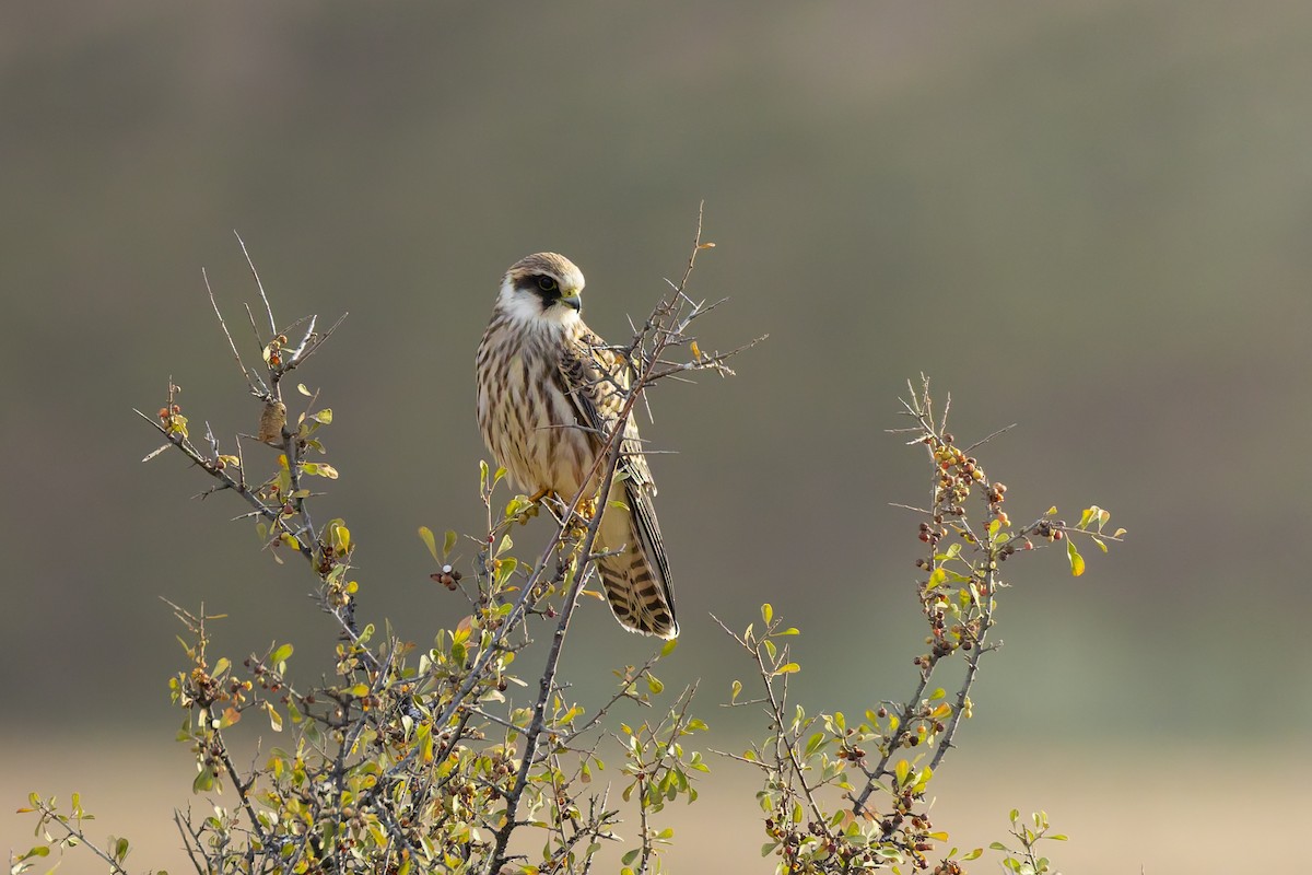 Red-footed Falcon - ML643536186