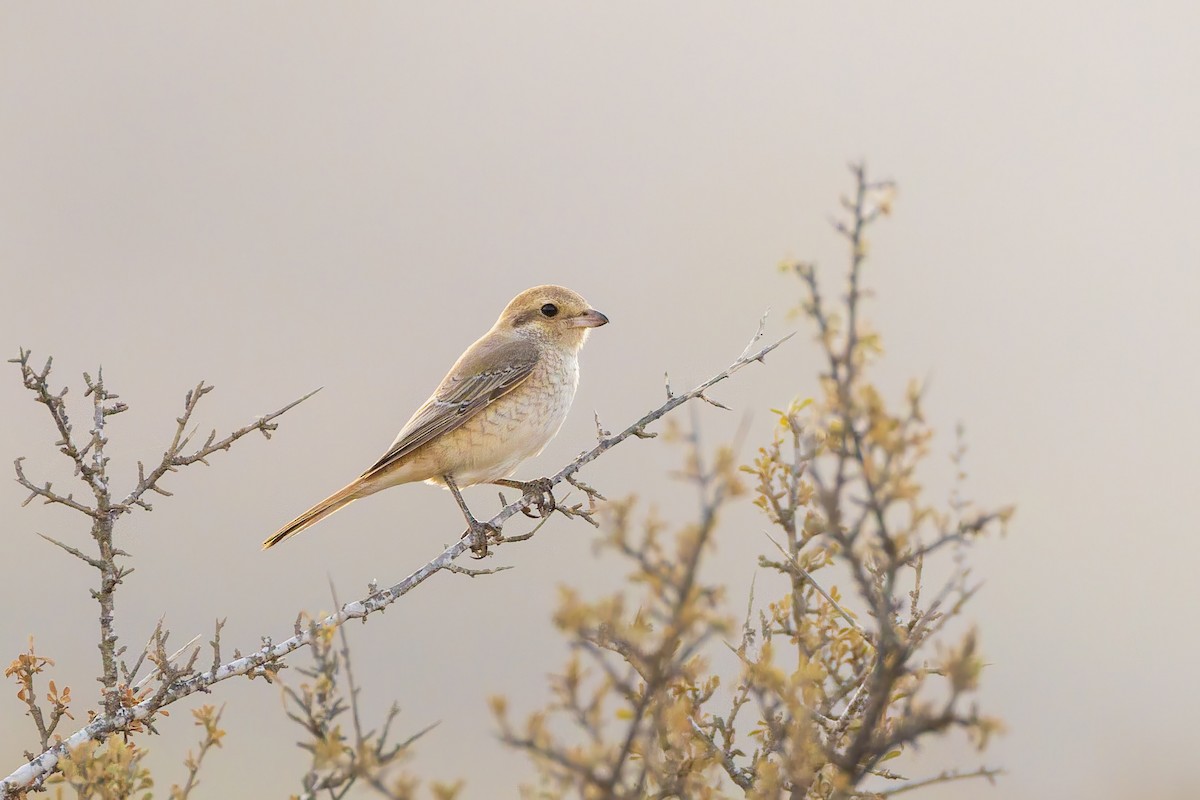 isabellavarsler (isabellinus) - ML643536191