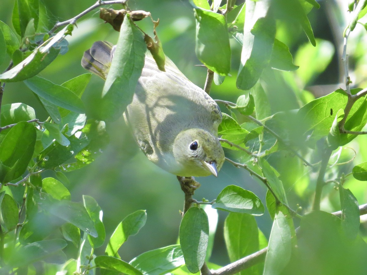 Yellow Warbler (Northern) - ML643536193