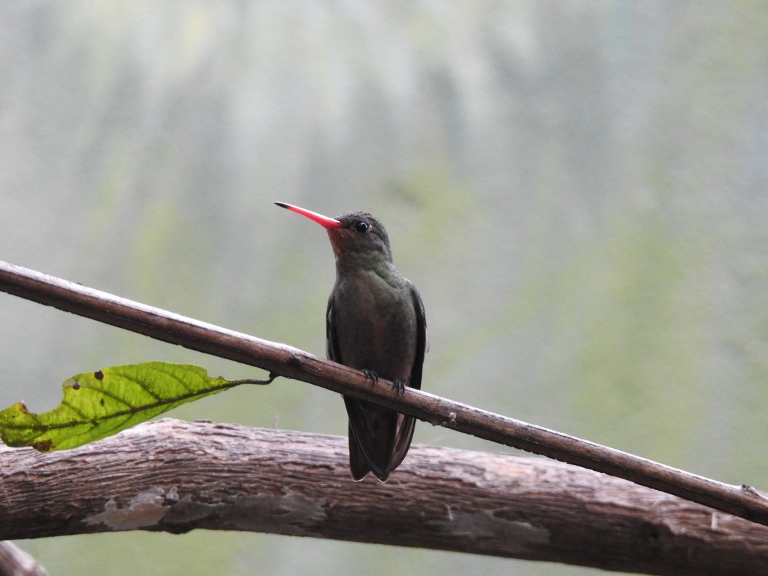 Gilded Hummingbird - ML643536201
