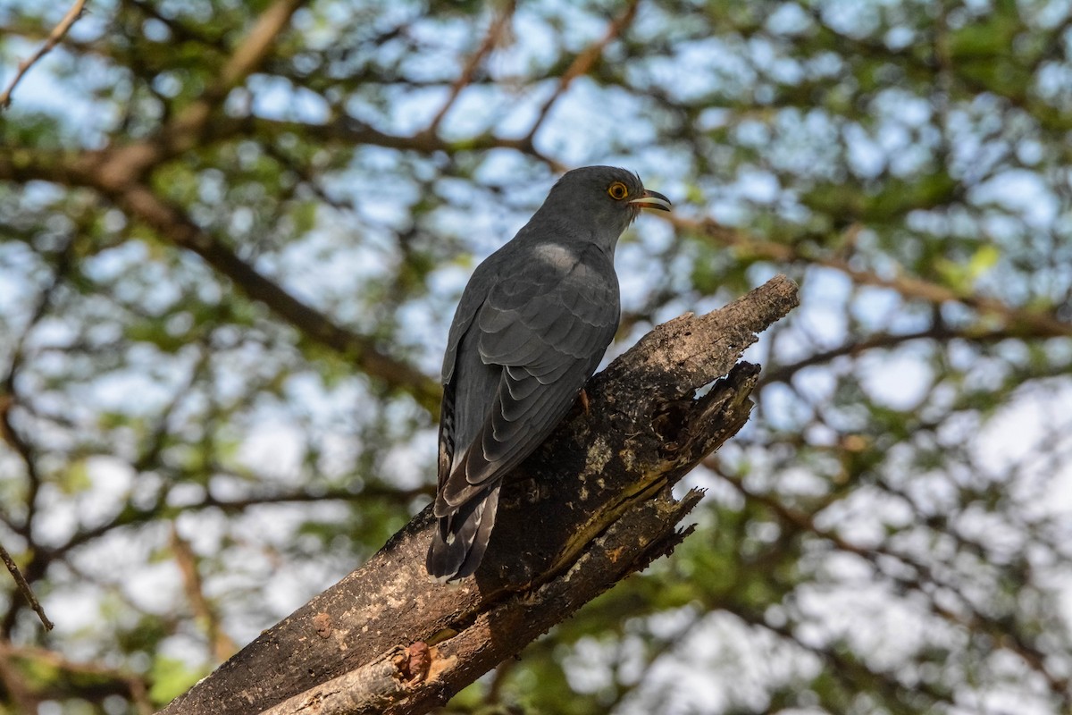 Kuku afrikarra - ML643536203