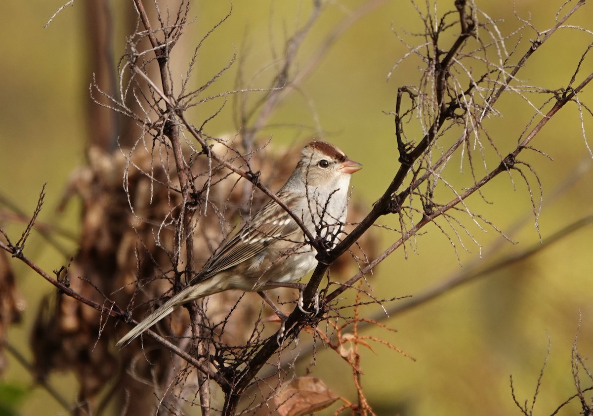 strnadec bělopásý - ML643536208