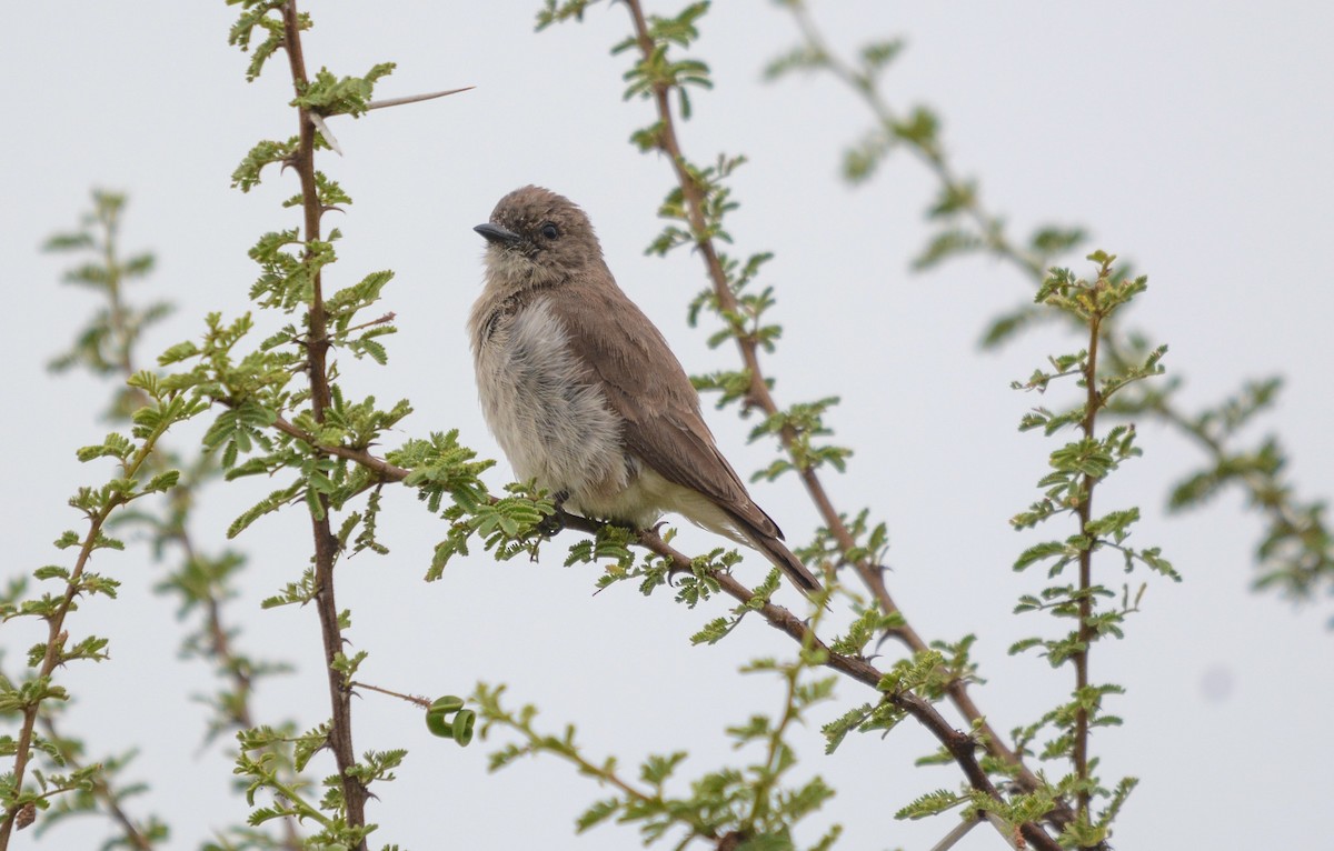 ヒメミツオシエ - ML643536217