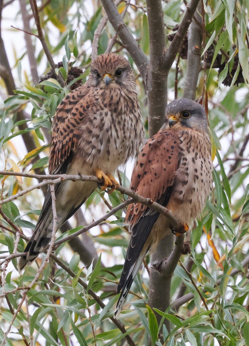 Eurasian Kestrel - Ian Jones