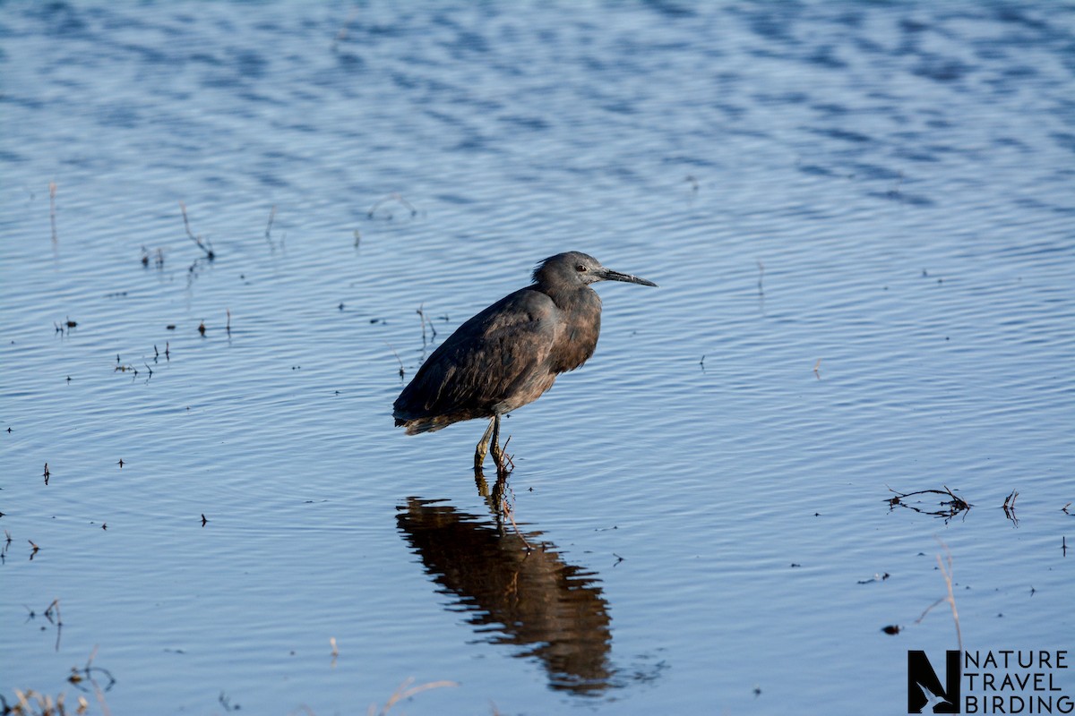 Black Heron - ML643536241