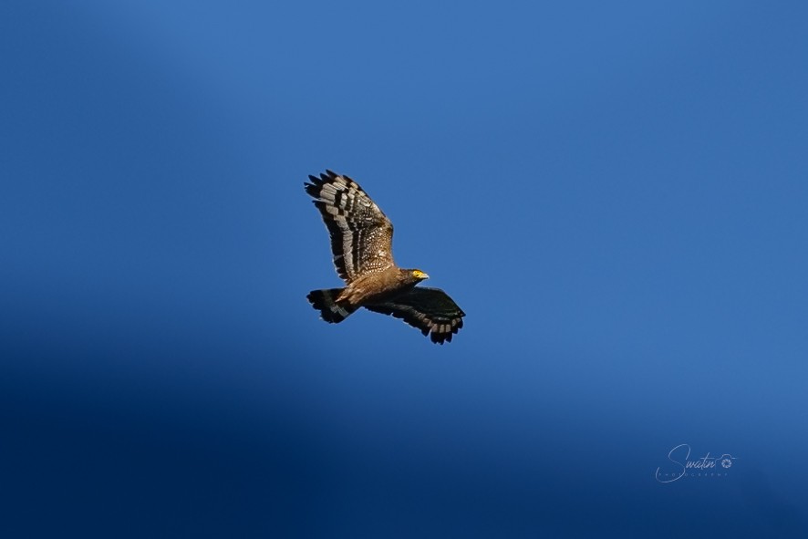 Crested Serpent-Eagle - ML643536245