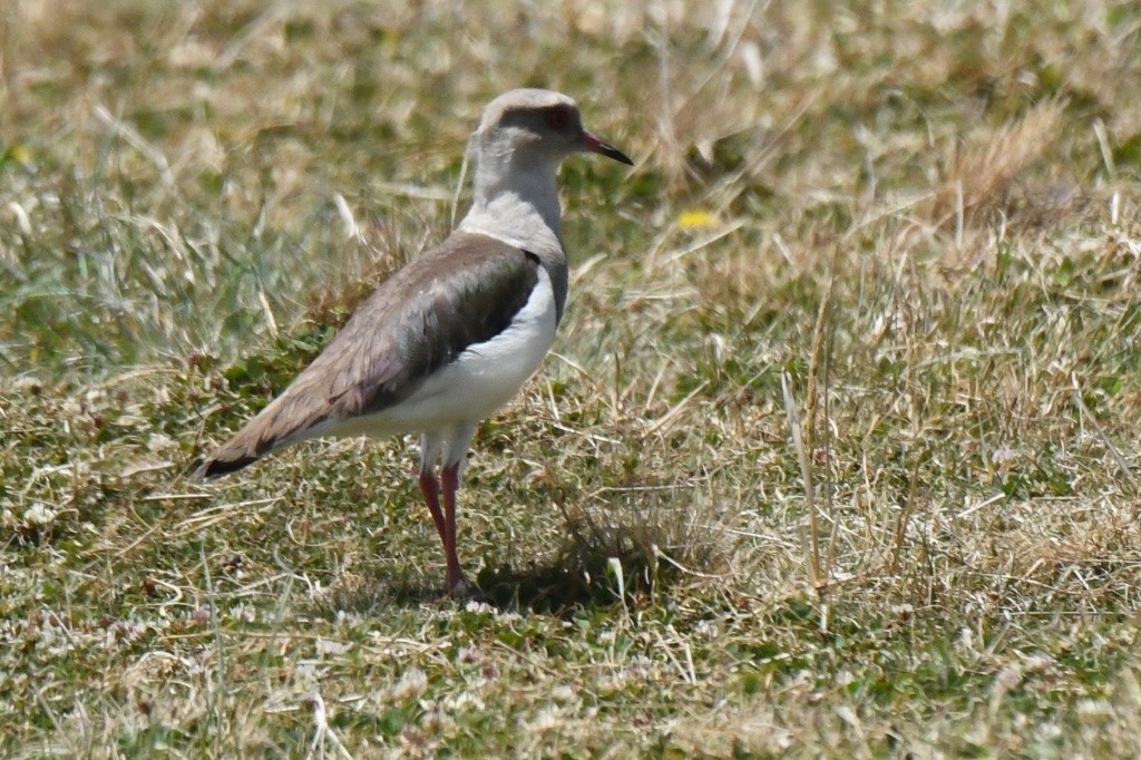 Andean Lapwing - ML643536246