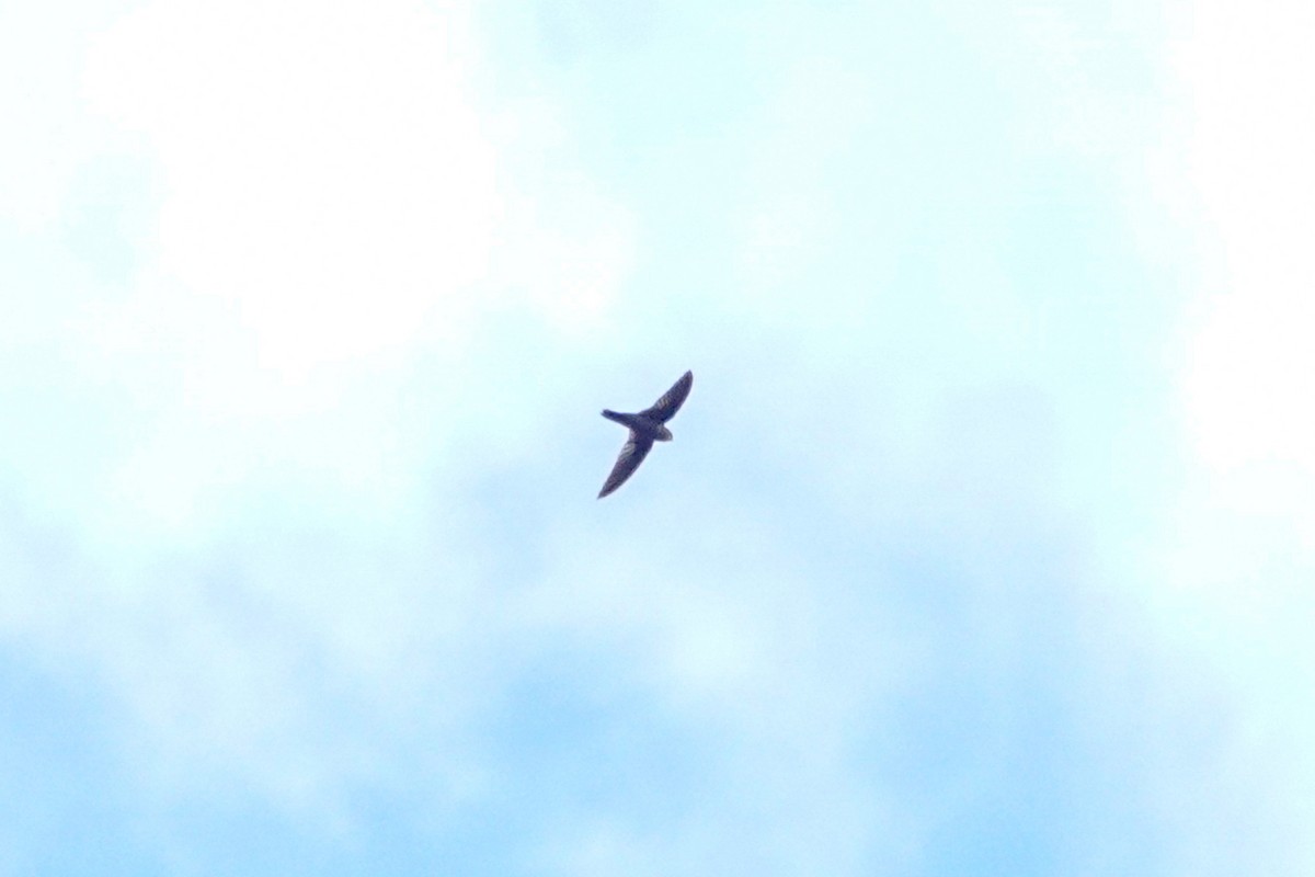 Uniform Swiftlet - ML643536250