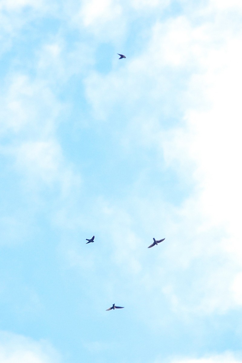 Uniform Swiftlet - ML643536251