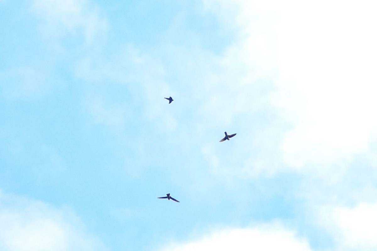 Uniform Swiftlet - ML643536252