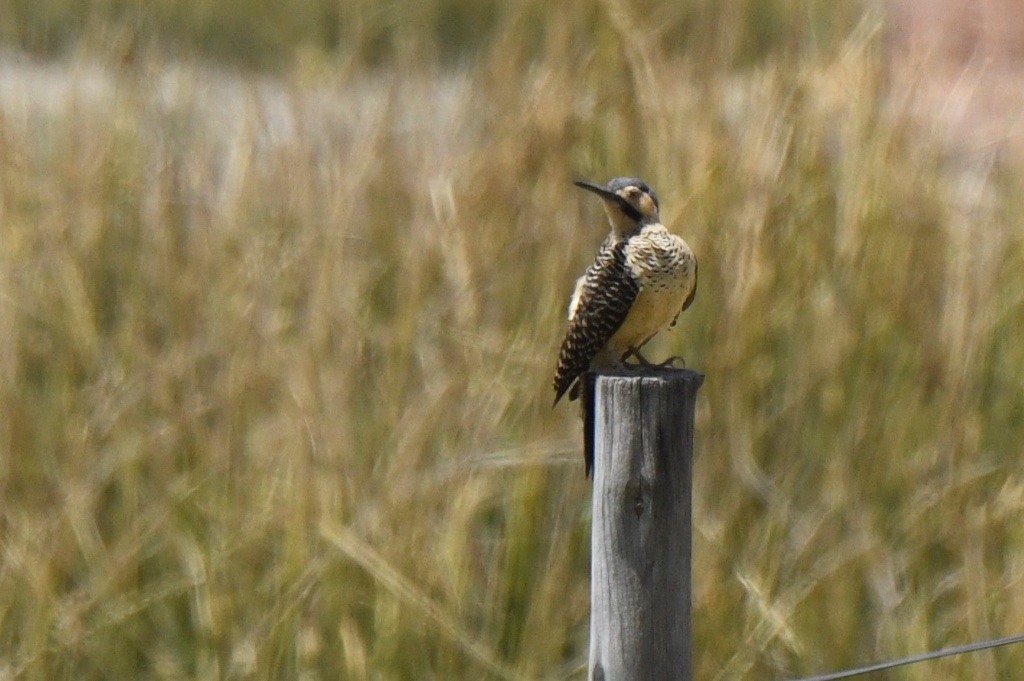 Andean Flicker - ML643536253