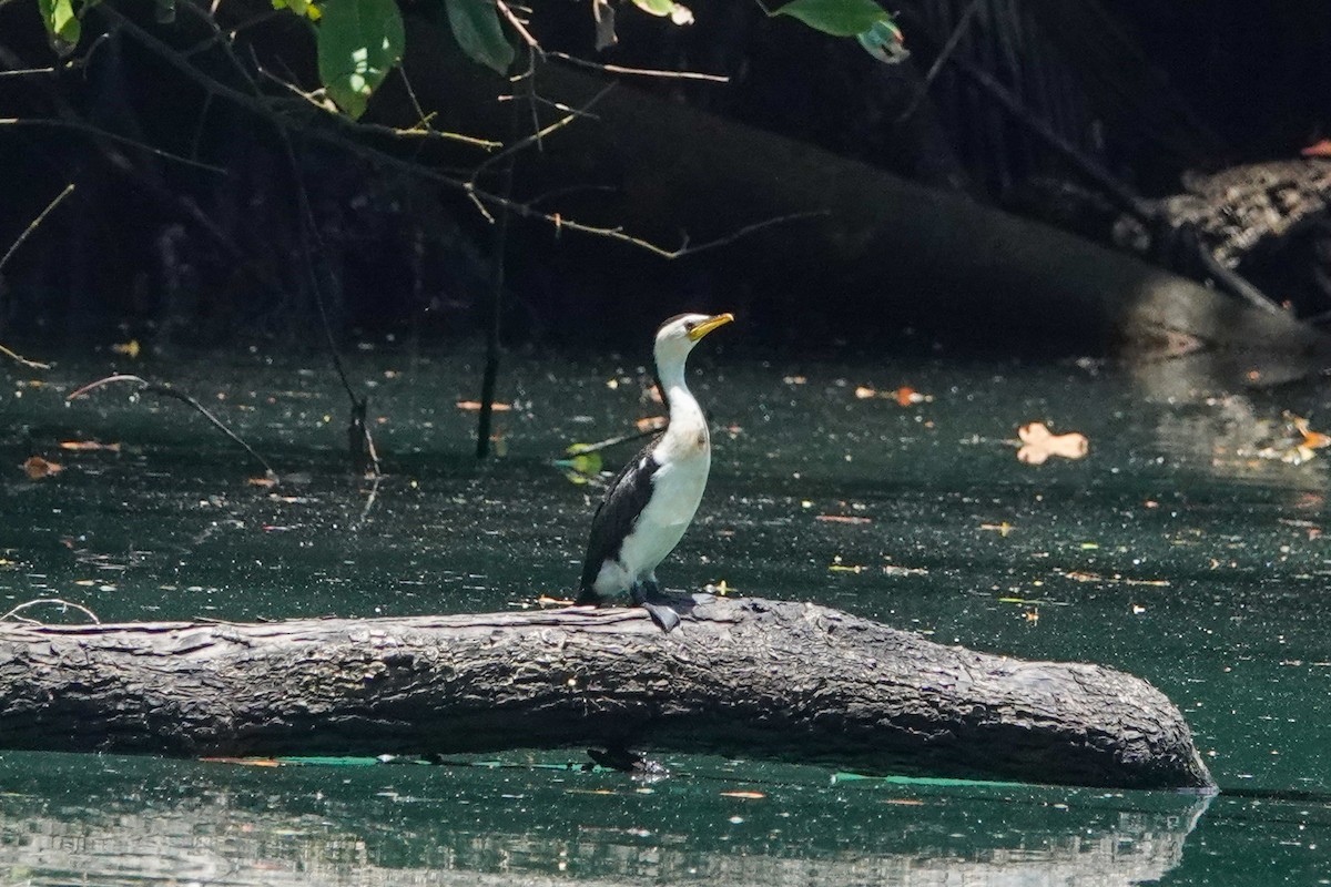 Little Pied Cormorant - ML643536258