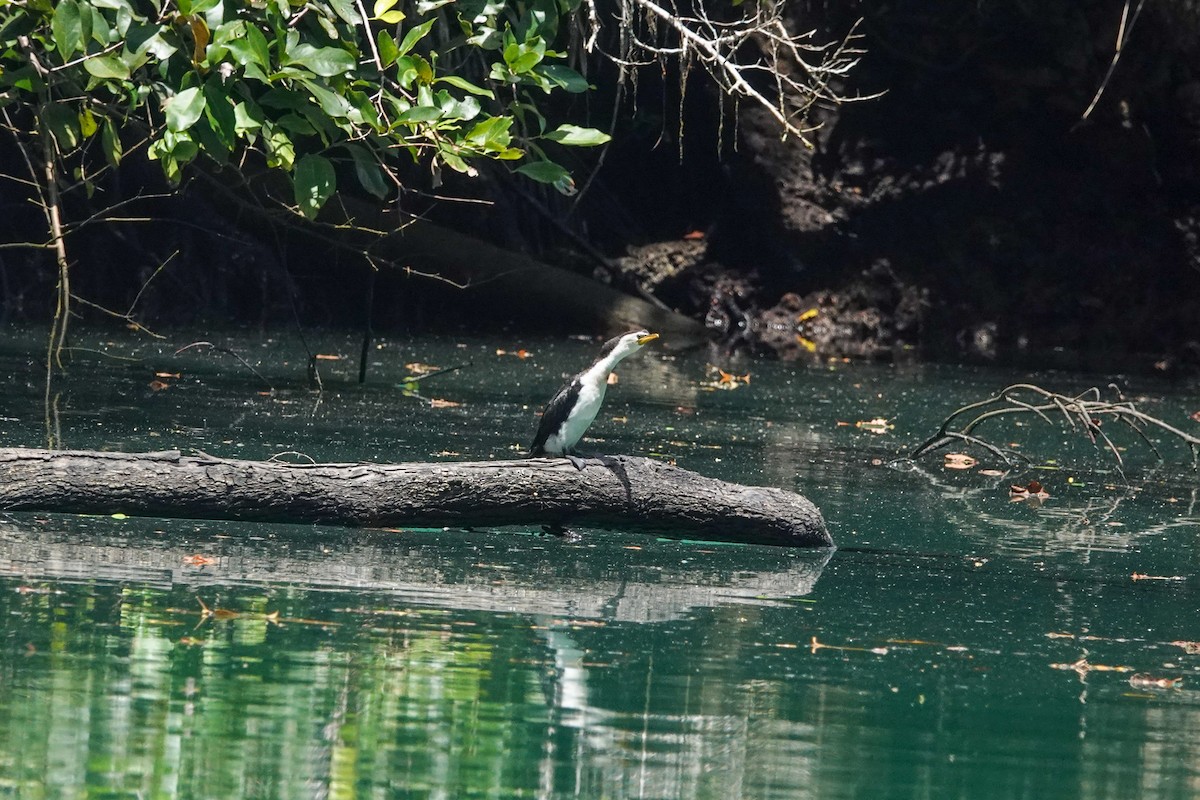 Little Pied Cormorant - ML643536259