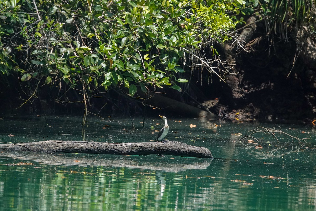 Little Pied Cormorant - ML643536260