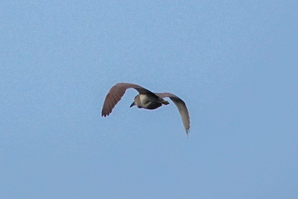 Nankeen Night Heron - ML643536264