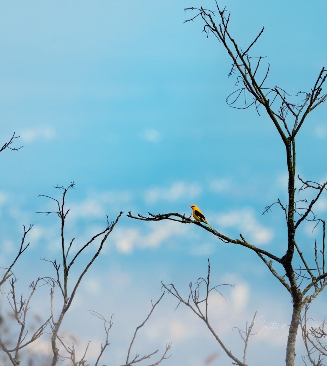 Indian Golden Oriole - ML643536266