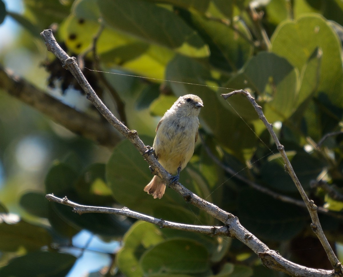 African Penduline-Tit - ML643536267