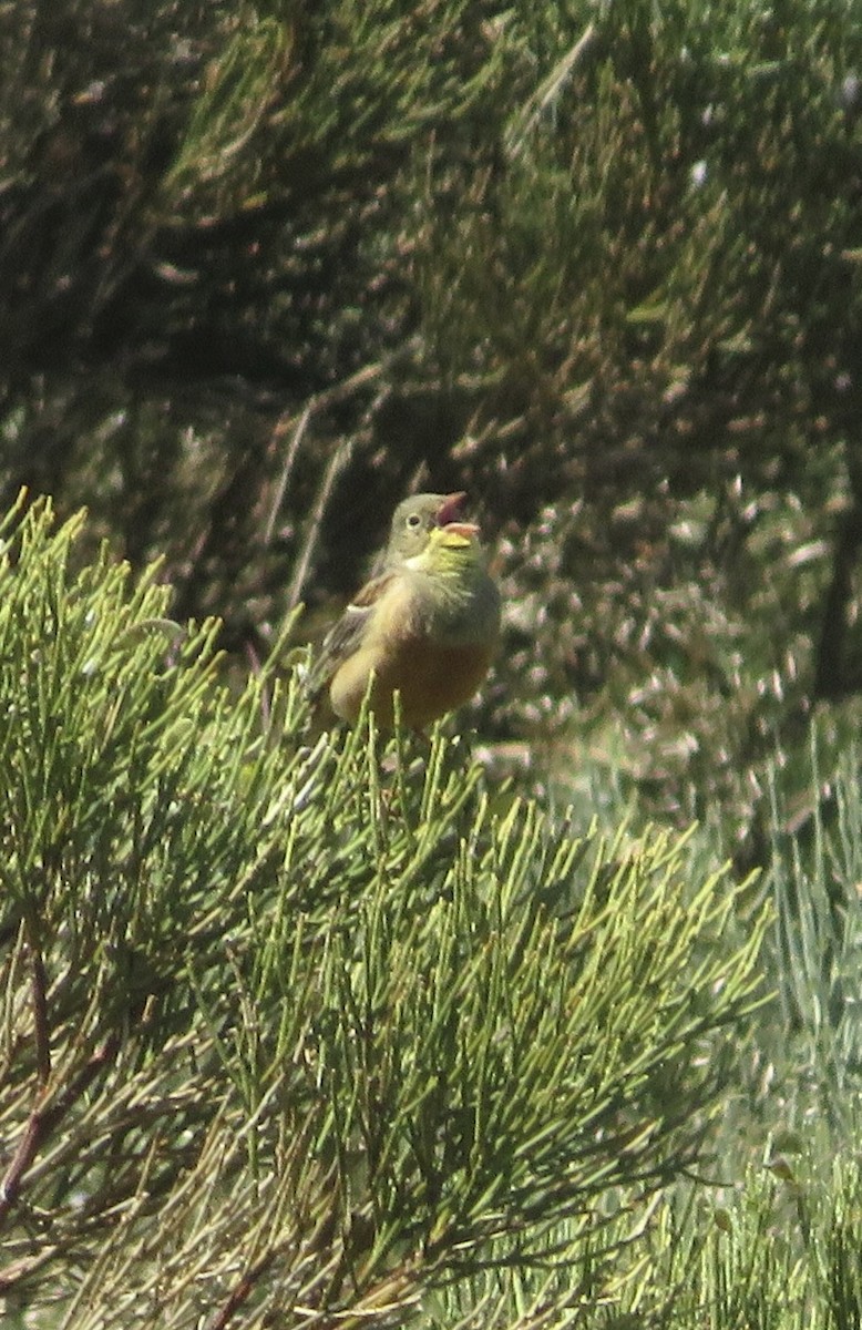 גיבתון גנים - ML643536272