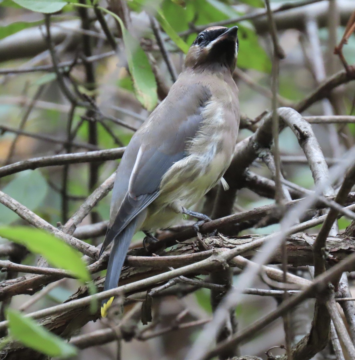 Cedar Waxwing - ML643536274