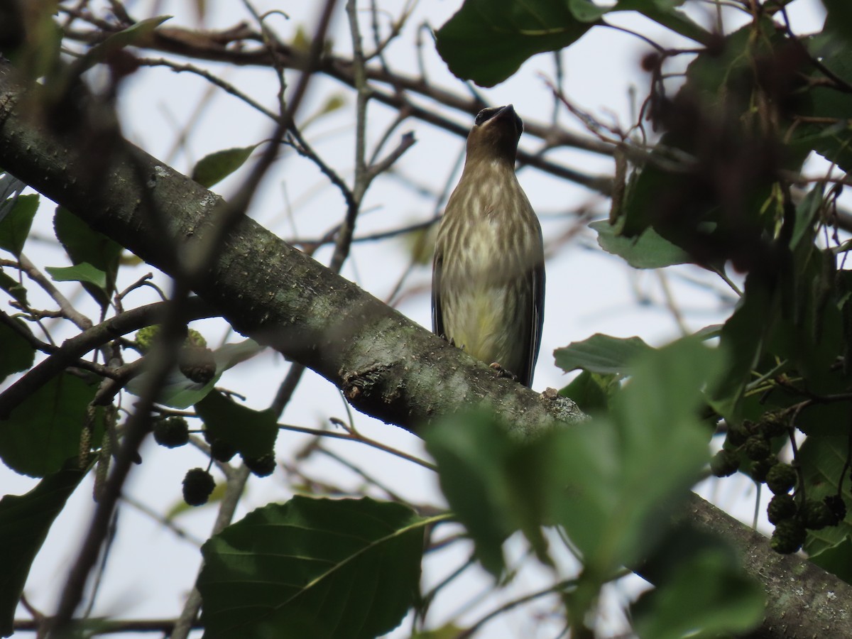 Cedar Waxwing - ML643536275