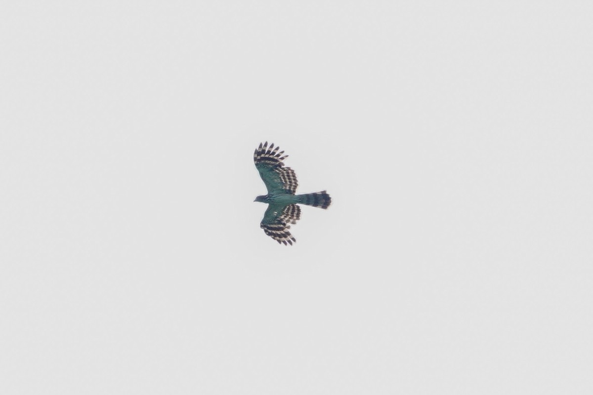 Long-tailed Honey-buzzard - ML643536277