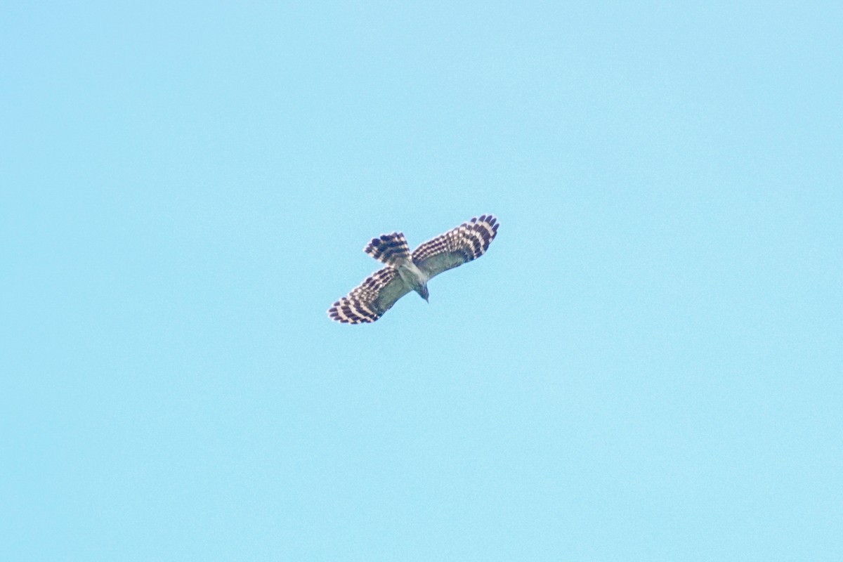 Long-tailed Honey-buzzard - ML643536278